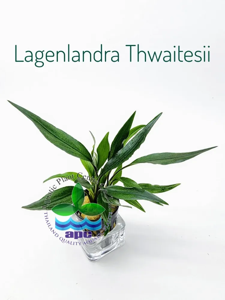 Lagenlandra Thwaitesii.jpg