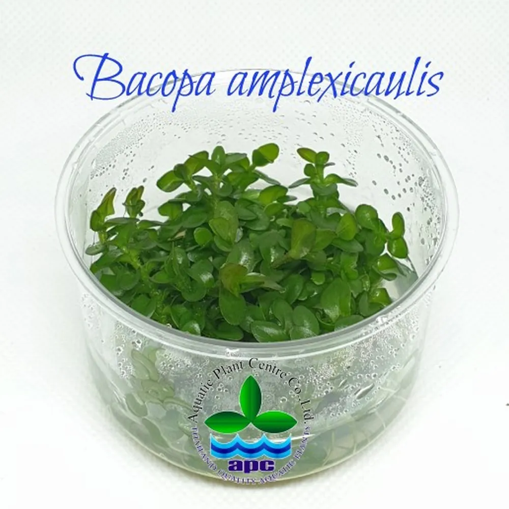 LC022 Bacopa amplexicaulis TC CUP.jpg
