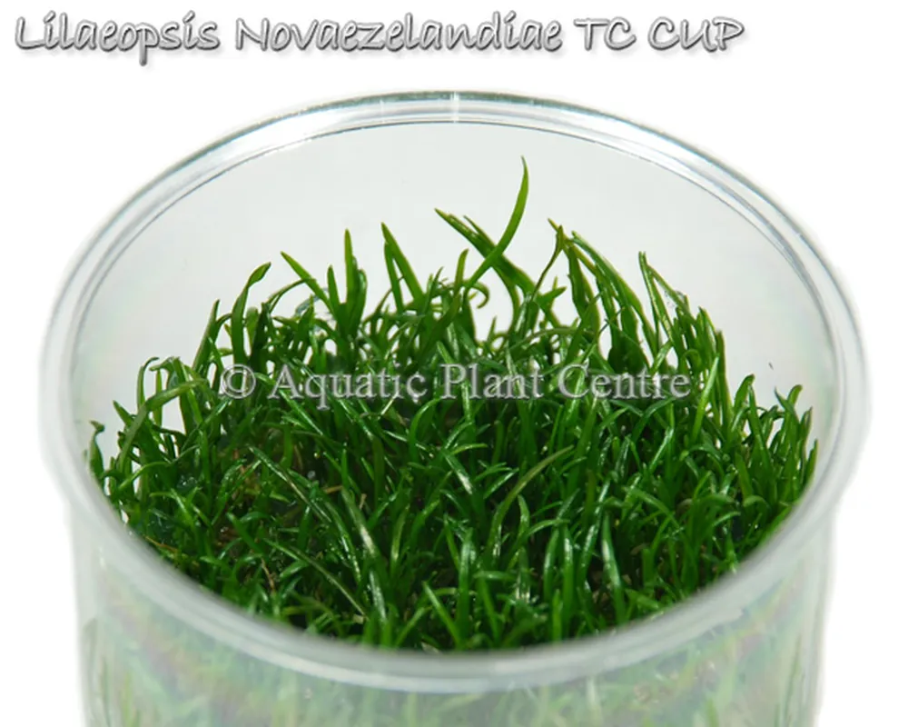 Lilaeopsis_Novae_5bfbb20aa7dc3.jpg