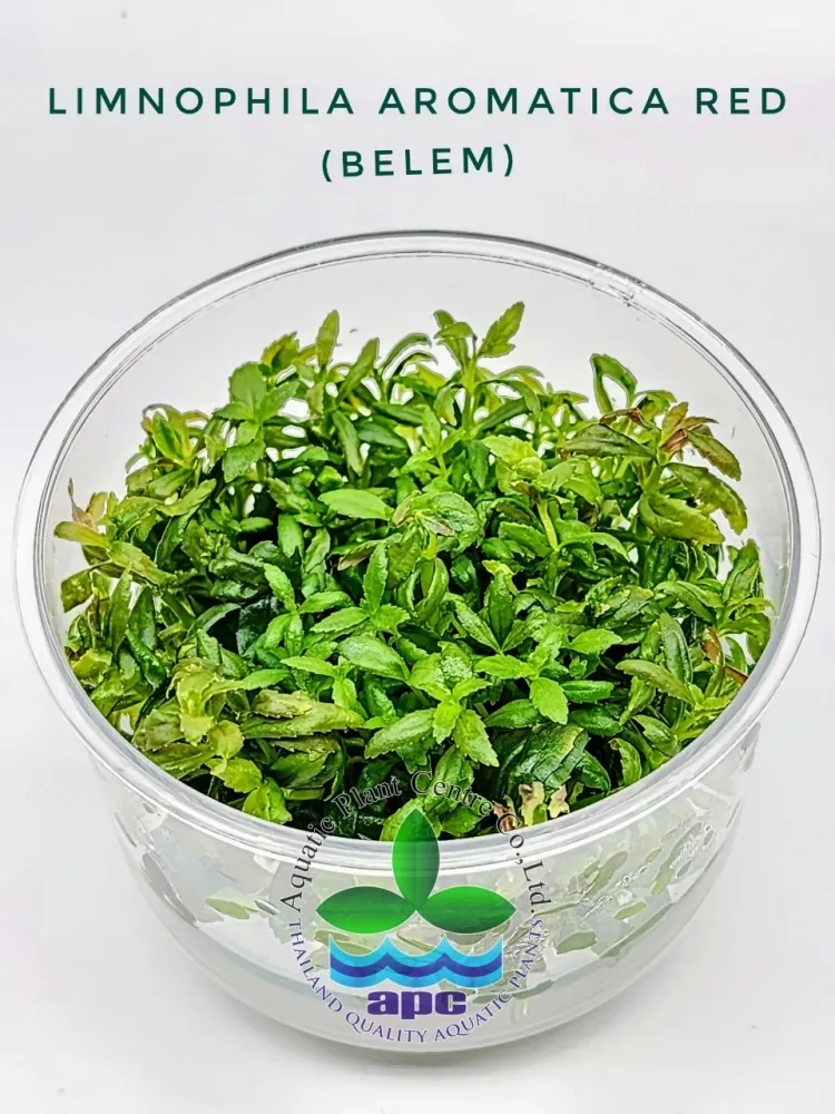 Limnophila Aromatica Red (Belem) TC CUP.jpg