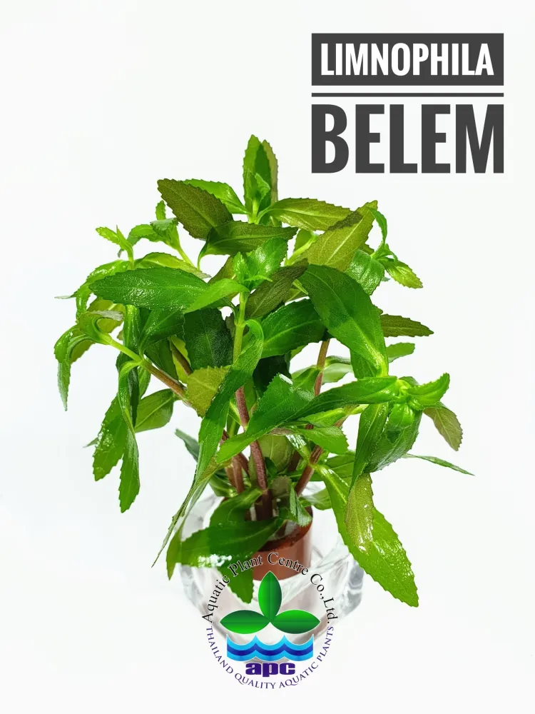 Limnophila Belem.jpg