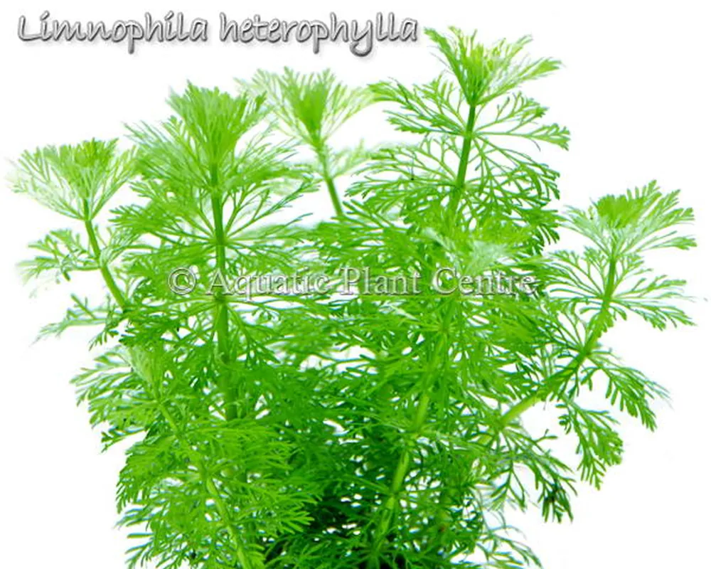 Limnophila_heter_4faf914d416f9.jpg