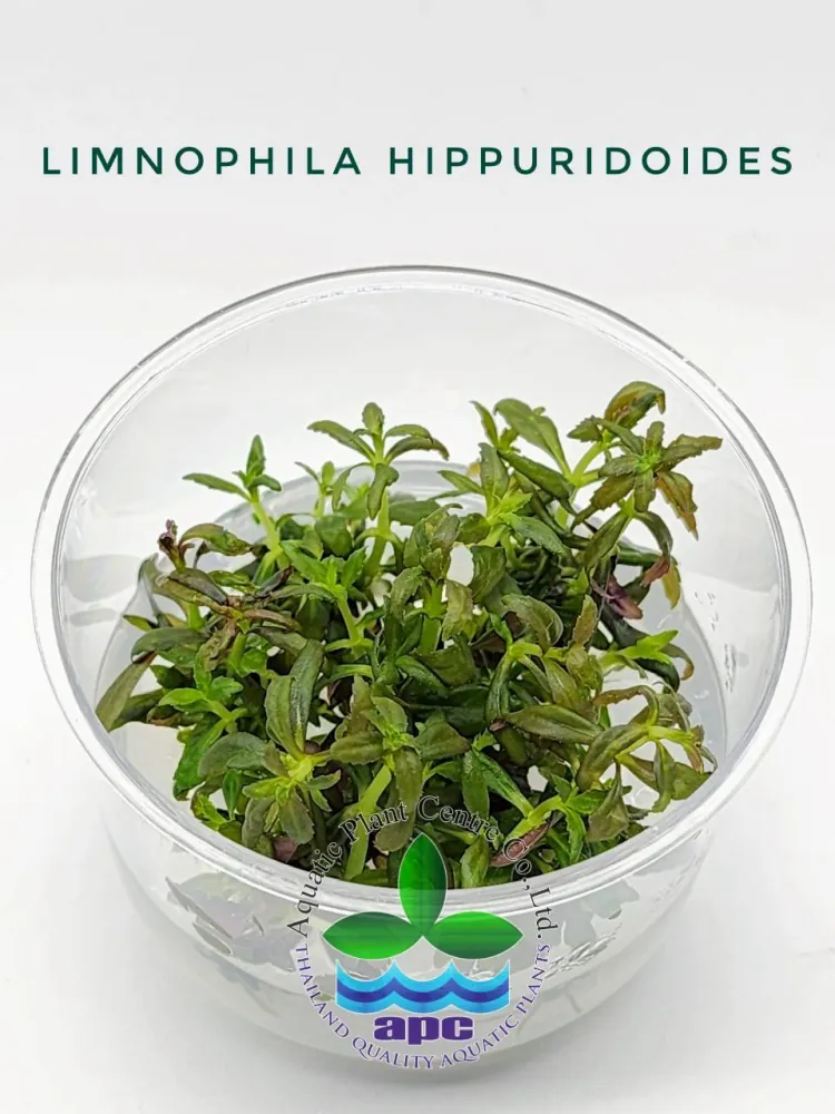 Limnophila Hippuridoides TC CUP.jpg
