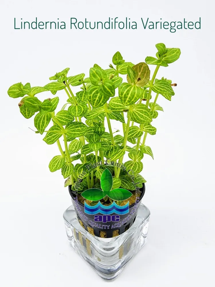Lindernia Rotundifolia Variegated.jpg
