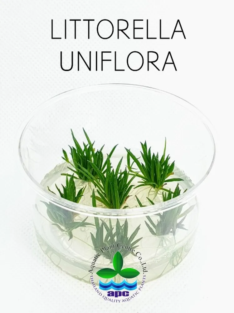 Littorella uniflora TC CUP (Custom).jpg_1