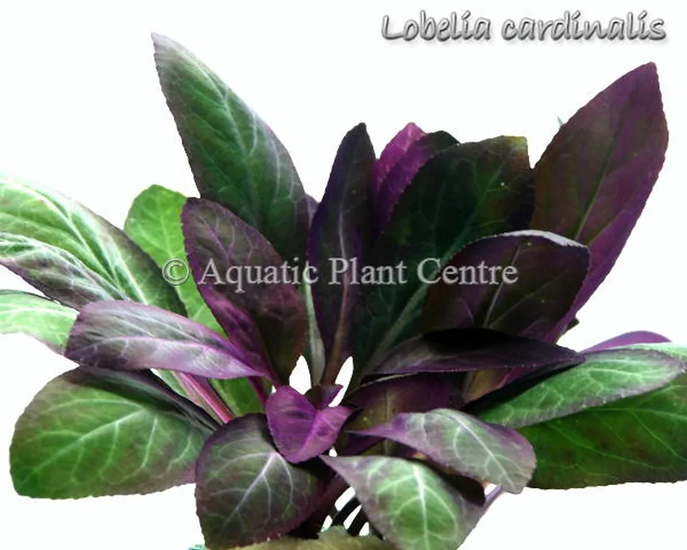 Lobelia_cardinal_4faf91beb0226.jpg