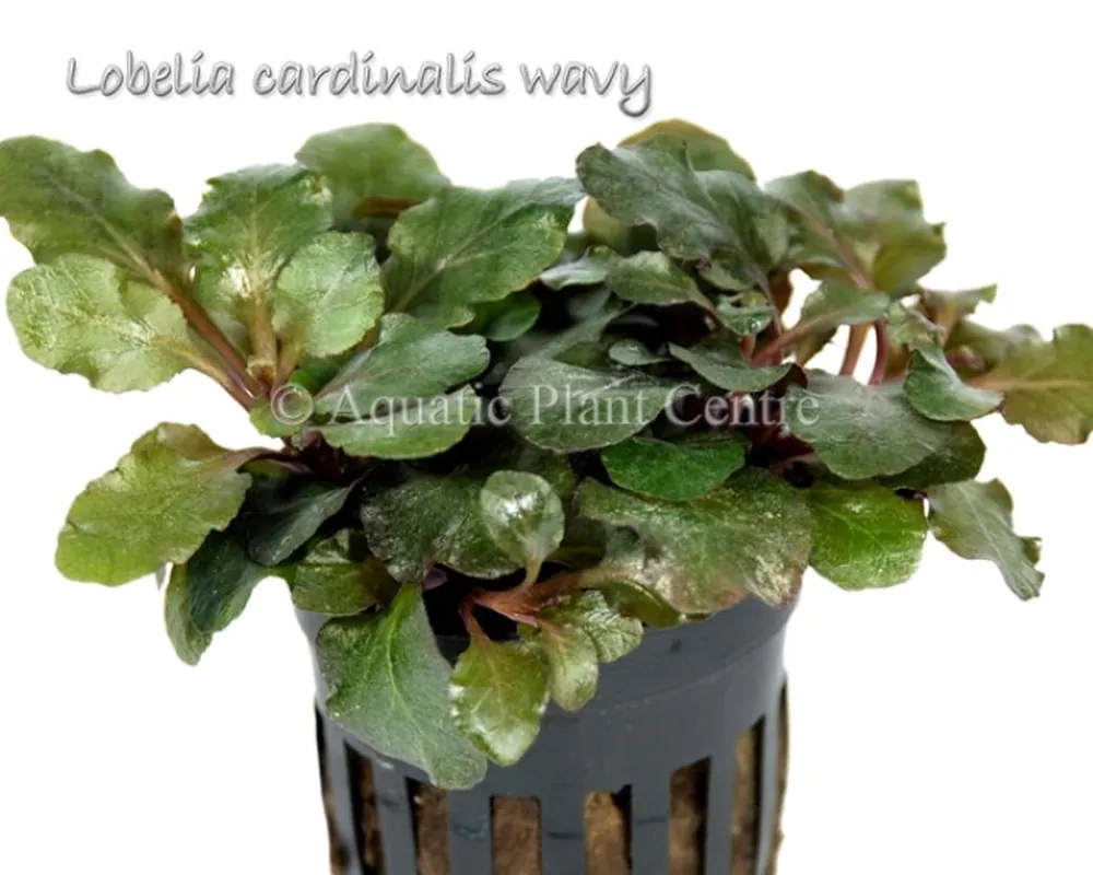 Lobelia_cardinal_581adec2e0531.jpg