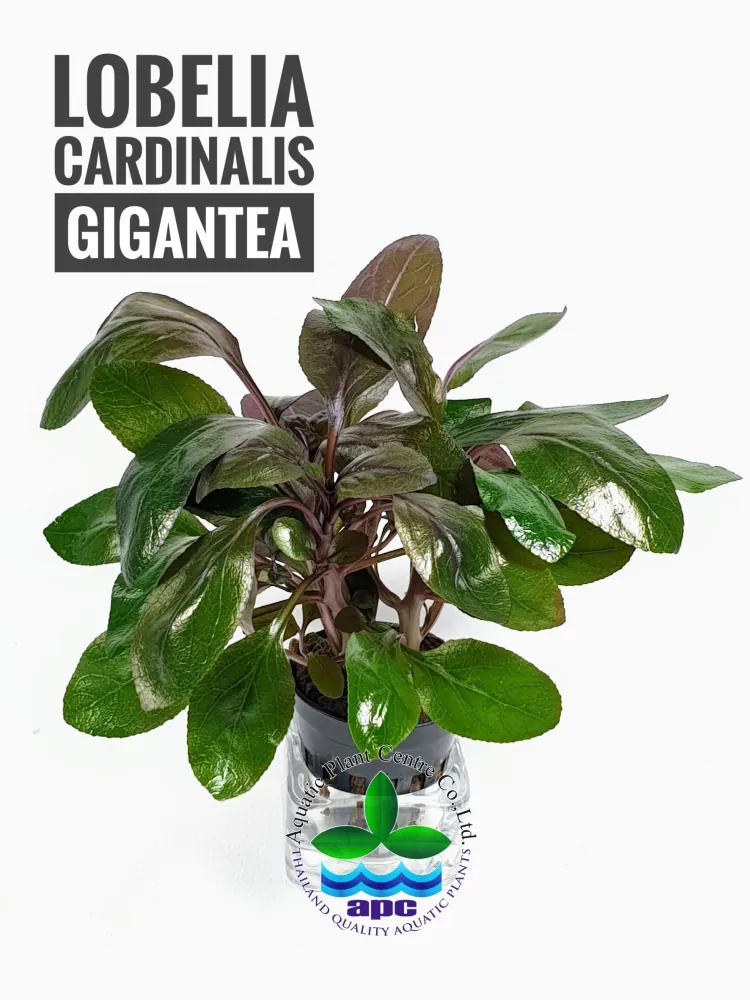 Lobelia Cardinalis Gigantea.jpg