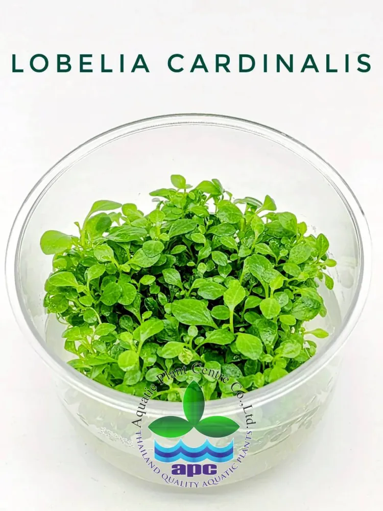 Lobelia Cardinalis TC CUP.jpg