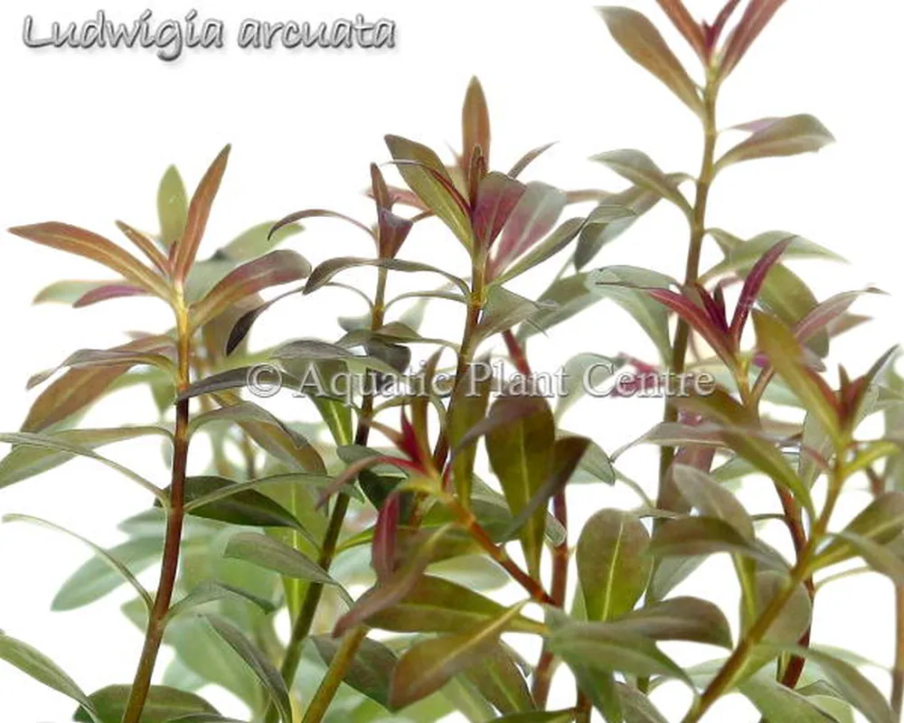 Ludwigia arcuata.jpg