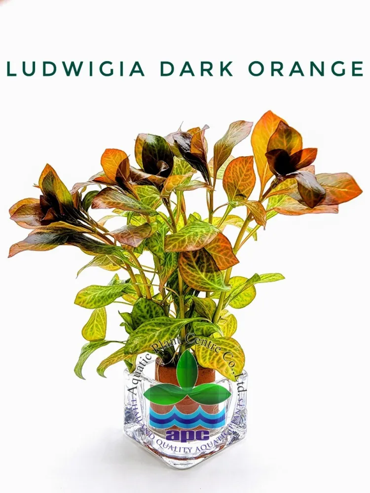 Ludwigia Dark Orange.jpg