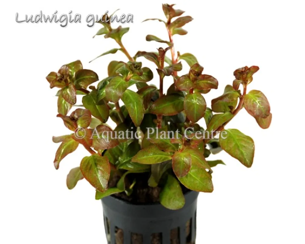 Ludwigia guinea.jpg