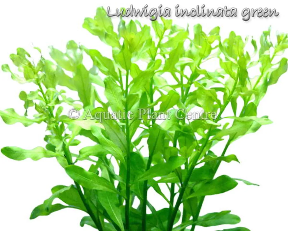 Ludwigia inclinata green.jpg