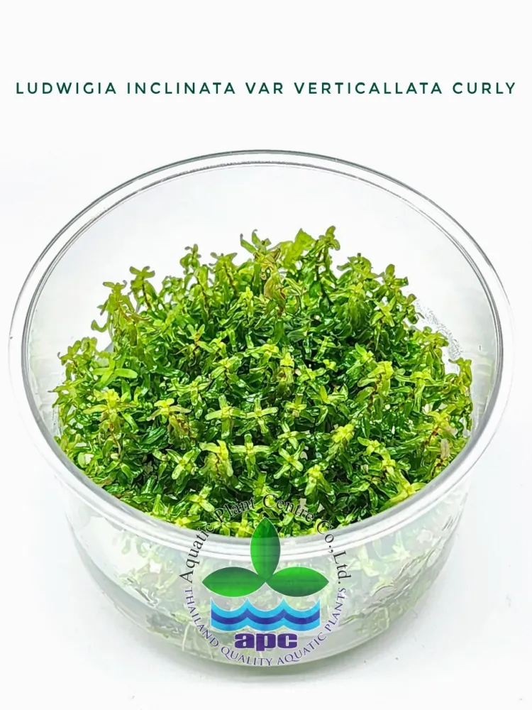 Ludwigia inclinata var verticillata curly cup.jpg