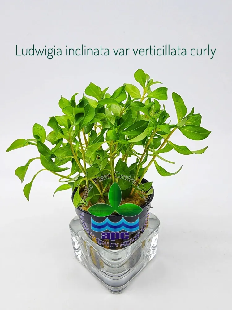 Ludwigia inclinata var verticillata curly.jpg