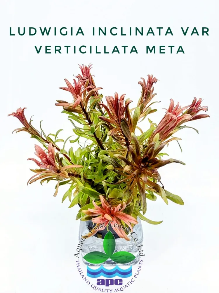 Ludwigia Inclinata var Verticillata Meta.jpg