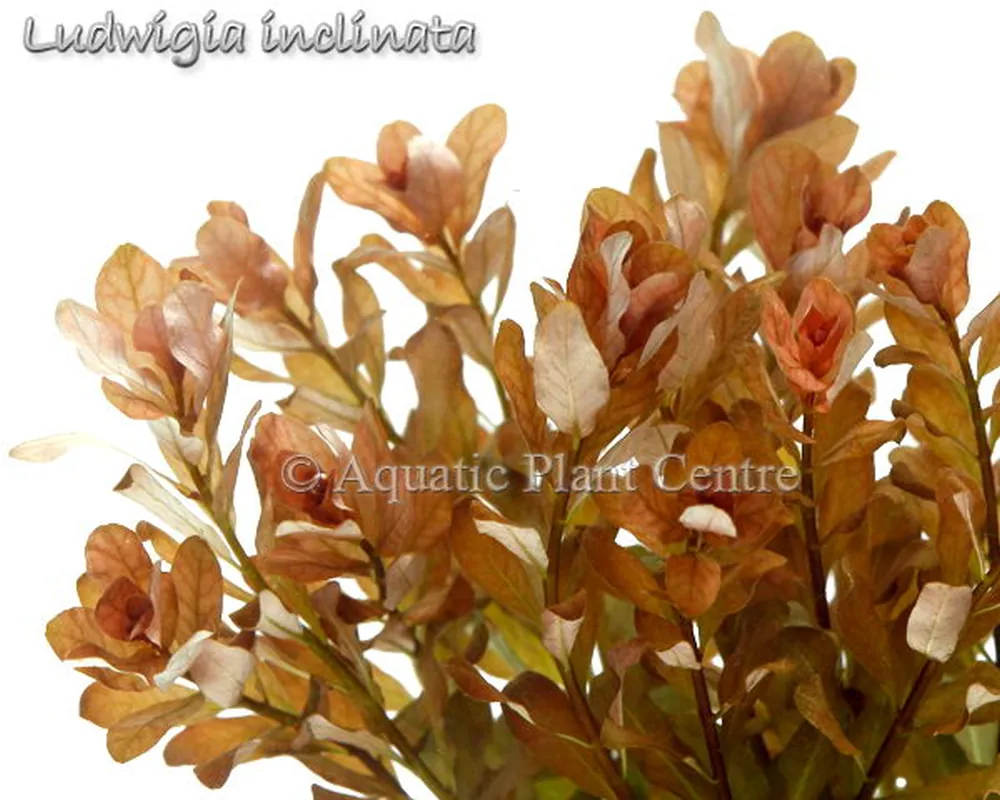 Ludwigia inclinata.jpg