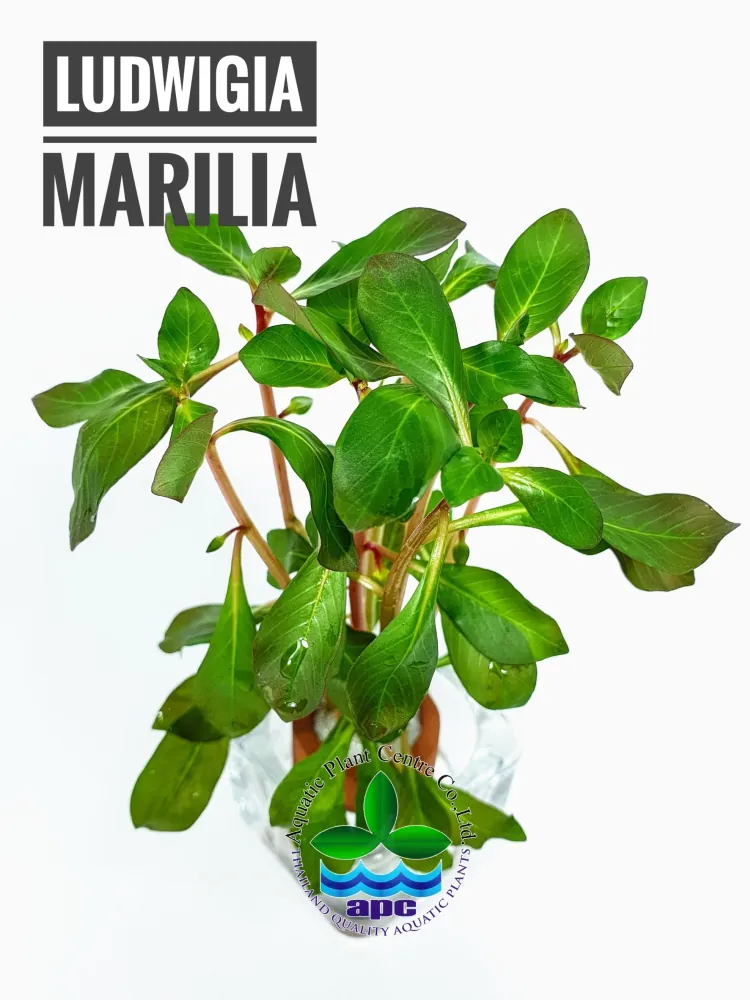 Ludwigia Marilia.jpg