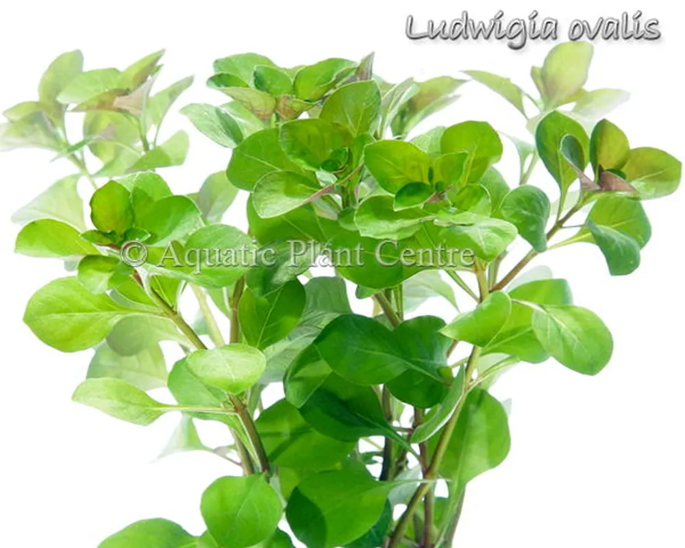 Ludwigia ovalis.jpg