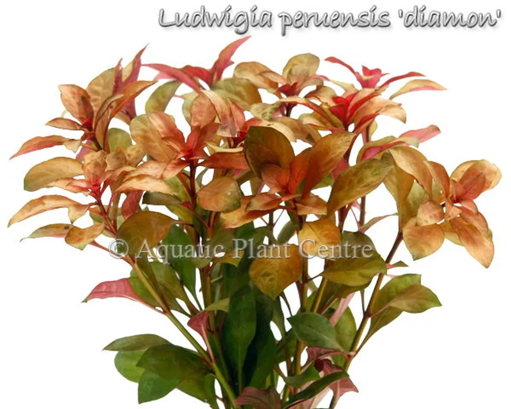 Ludwigia peruensis diamon.jpg