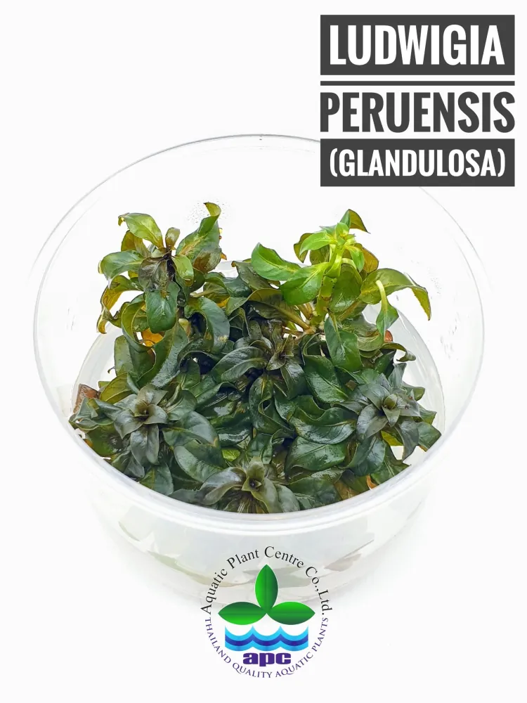 Ludwigia Peruensis (Glandulosa).jpg