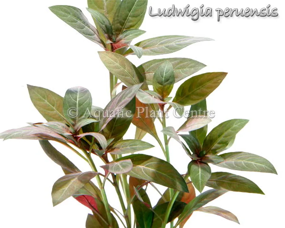Ludwigia peruensis.jpg