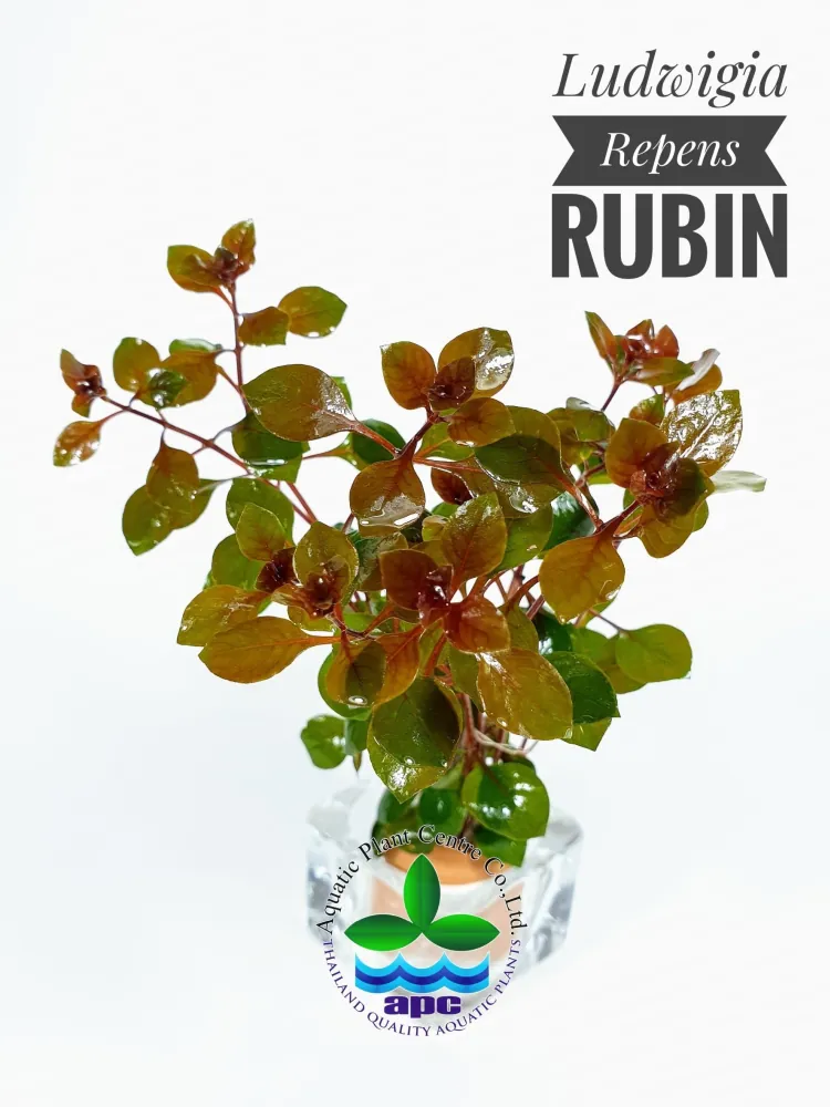 Ludwigia Repens Rubin.jpg