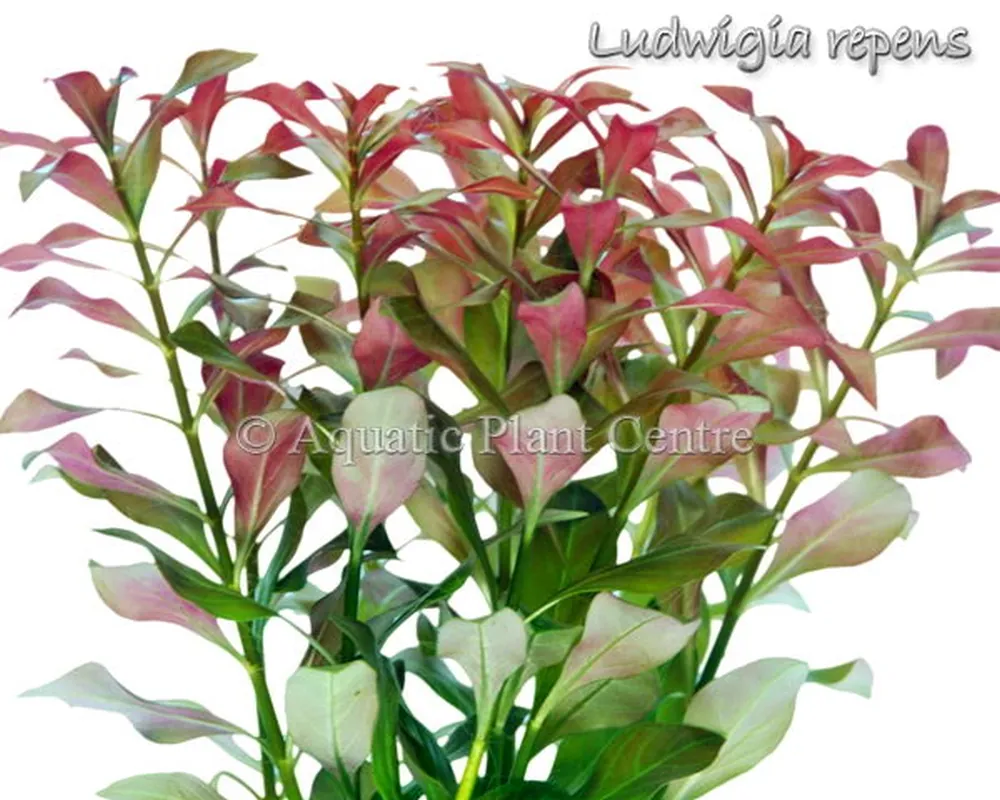 Ludwigia repens.jpg