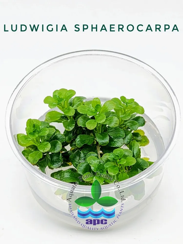 Ludwigia Sphaerocarpa TC CUP.jpg