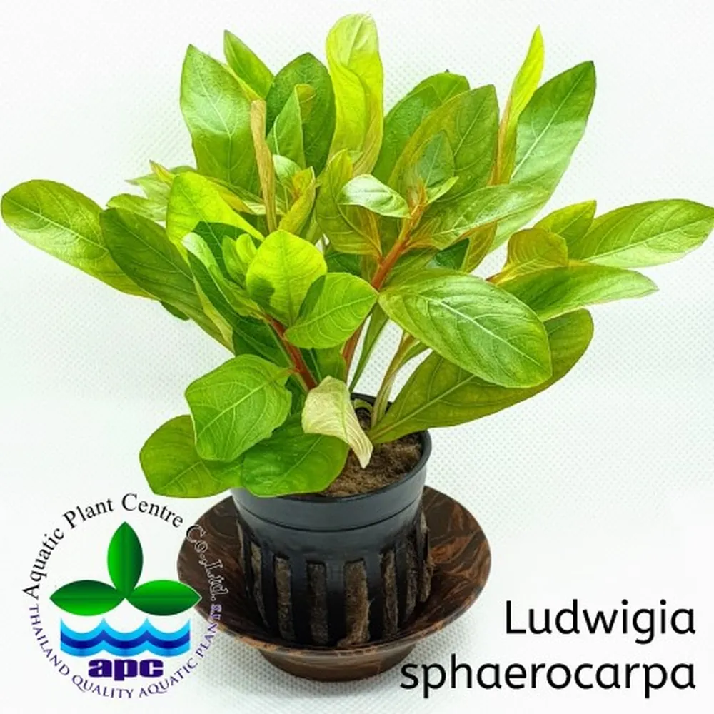 Ludwigia sphaerocarpa.jpg