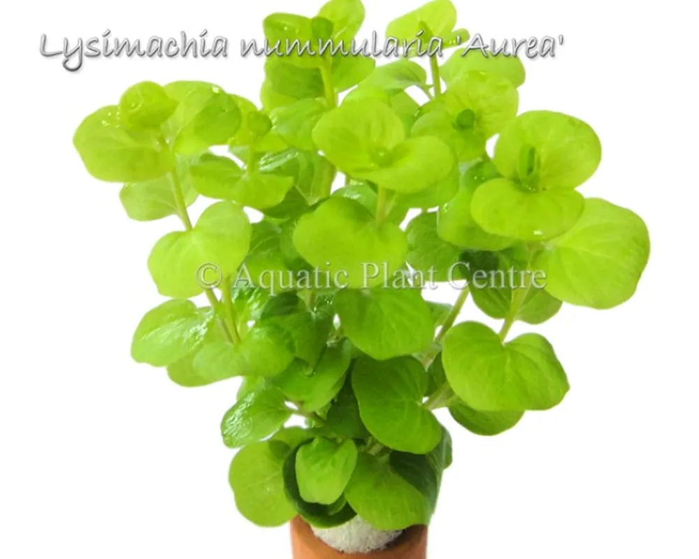 Lysimachia nummularia Aurea.jpg