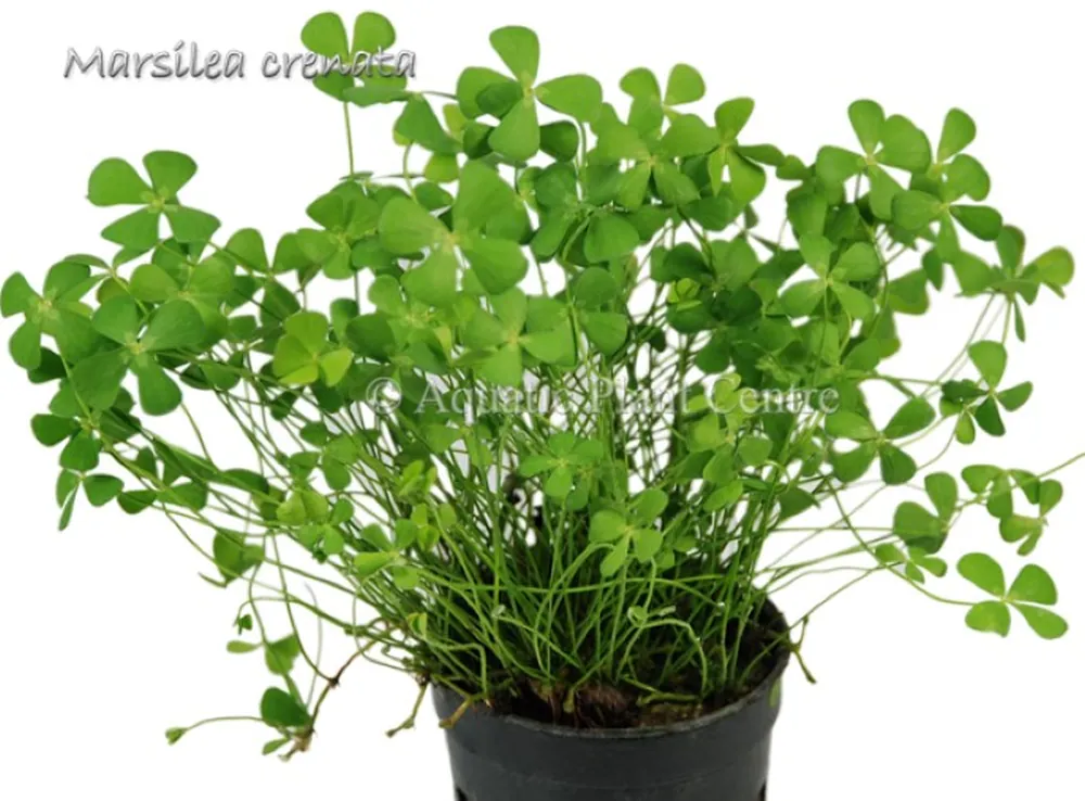 Marsilea_crenata_581adf313f968.jpg