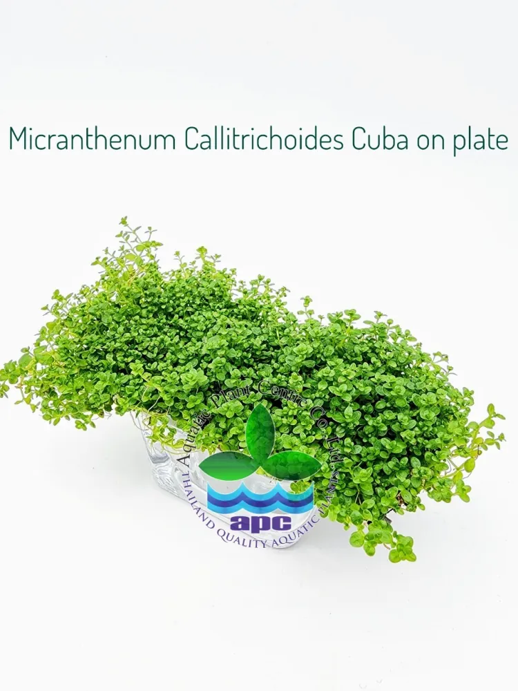 Micranthemum Callitrichoides Cuba on plate.jpg