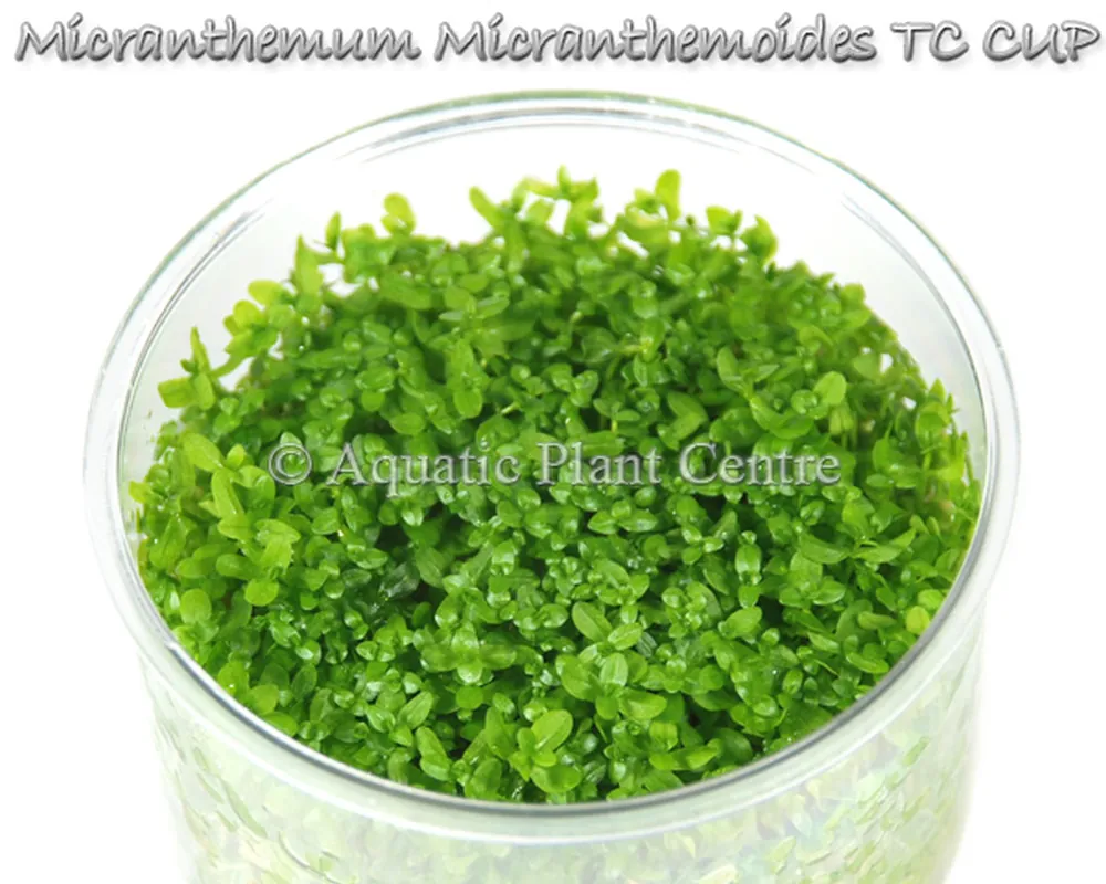 Micranthemum_Mic_5bfba62a188c5.jpg