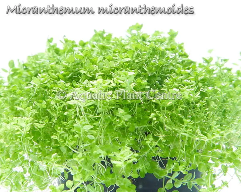 Micranthemum micranthemoides.jpg