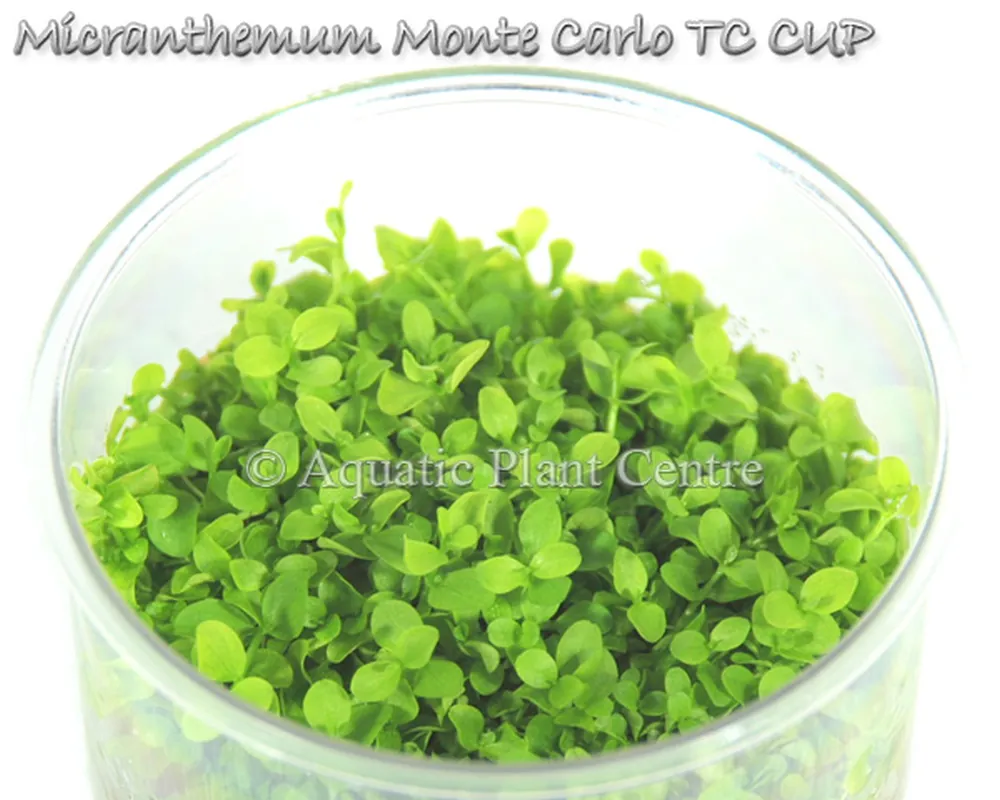 Micranthemum_Mon_5bfba77c1028f.jpg