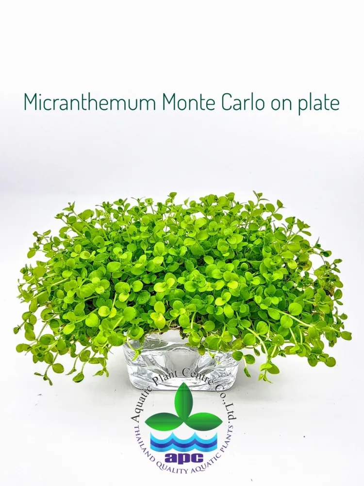 Micranthemum Monte Carlo on plate.jpg