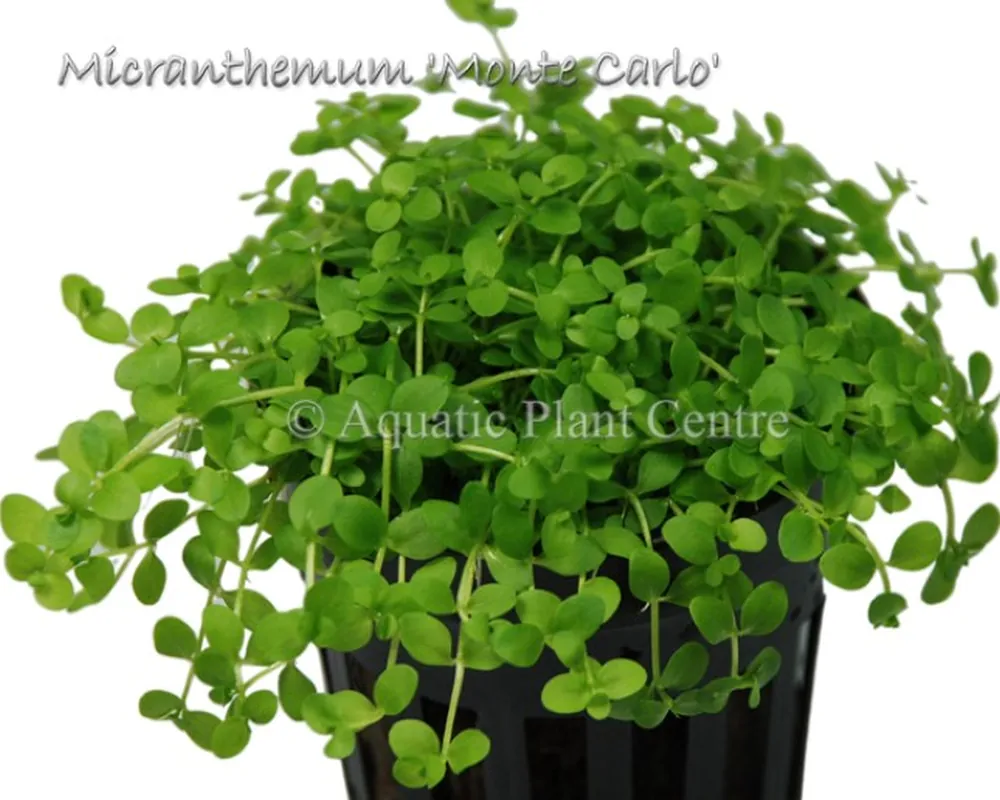 Micranthemum Monte Carlo.jpg