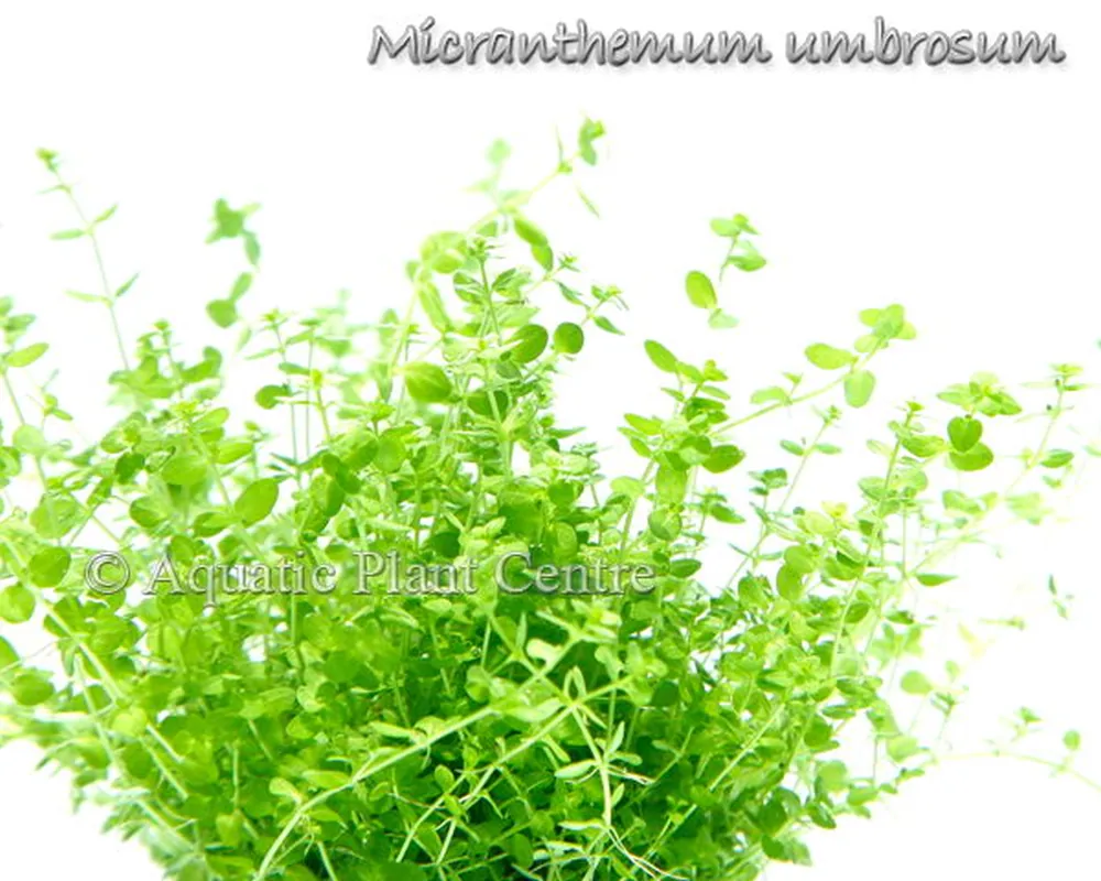 Micranthemum umbrosum.jpg