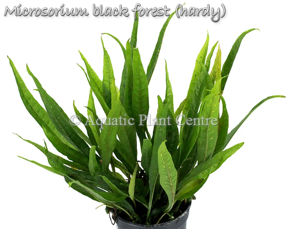 Microsorium black forest (hardy).jpg