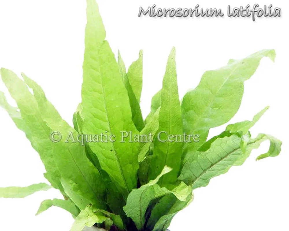 Microsorium latifolia.jpg