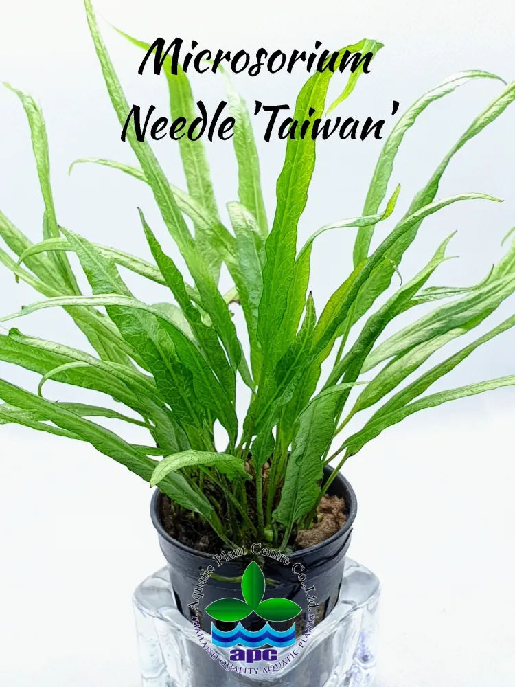 Microsorium Needle Taiwan.jpg_1