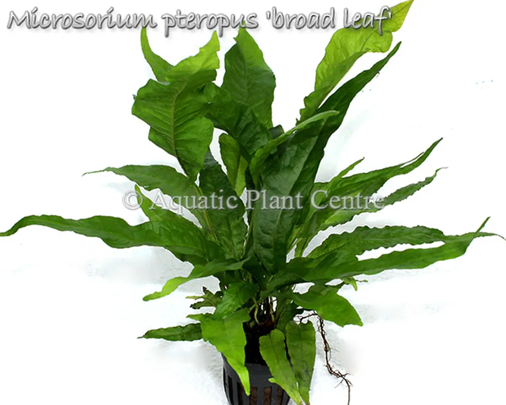 Microsorium pteropus broad leaf.jpg