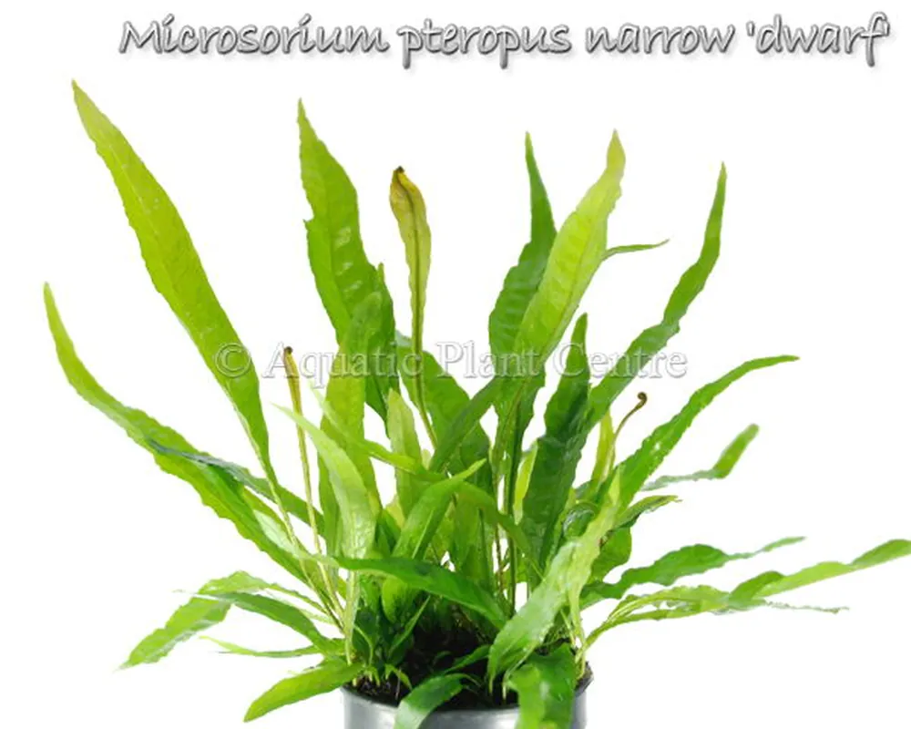 Microsorium pteropus narrow dwarf.jpg