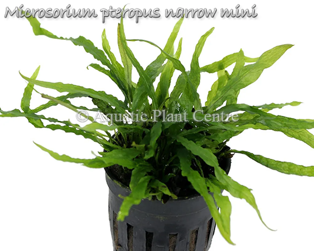 Microsorium pteropus narrow mini.jpg