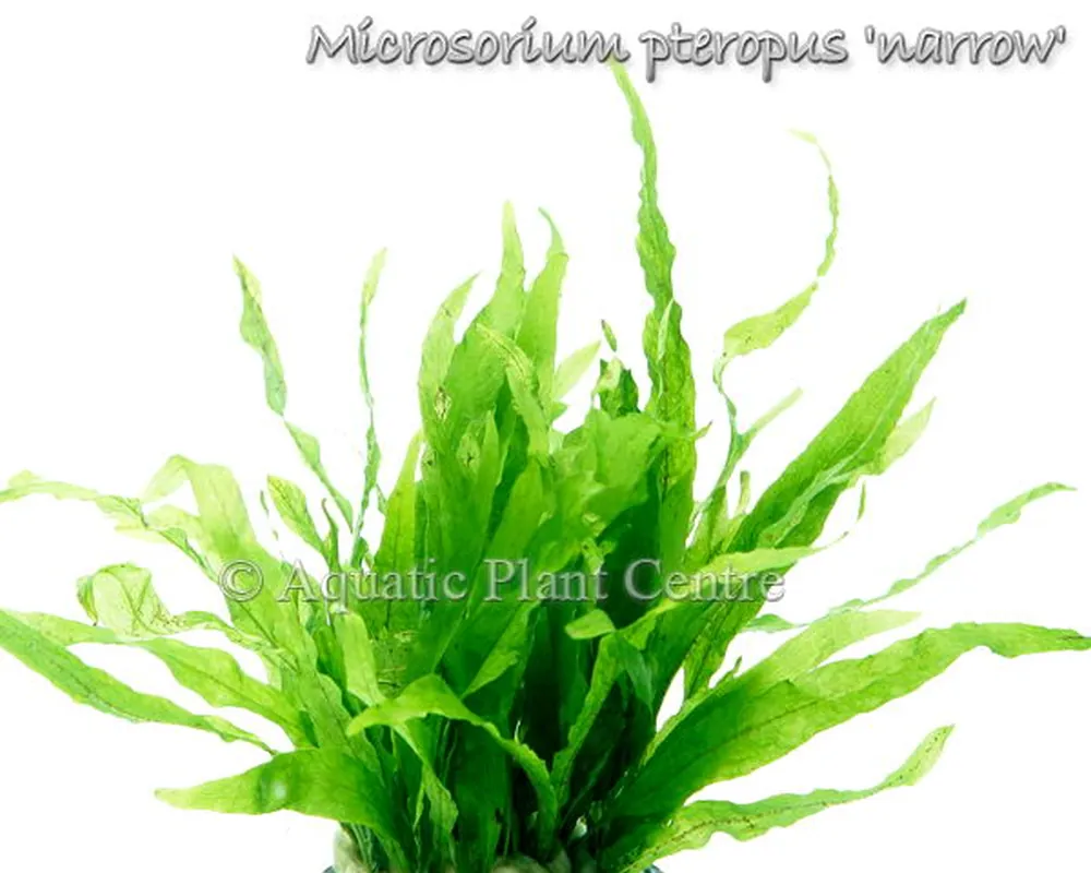 Microsorium pteropus narrow.jpg