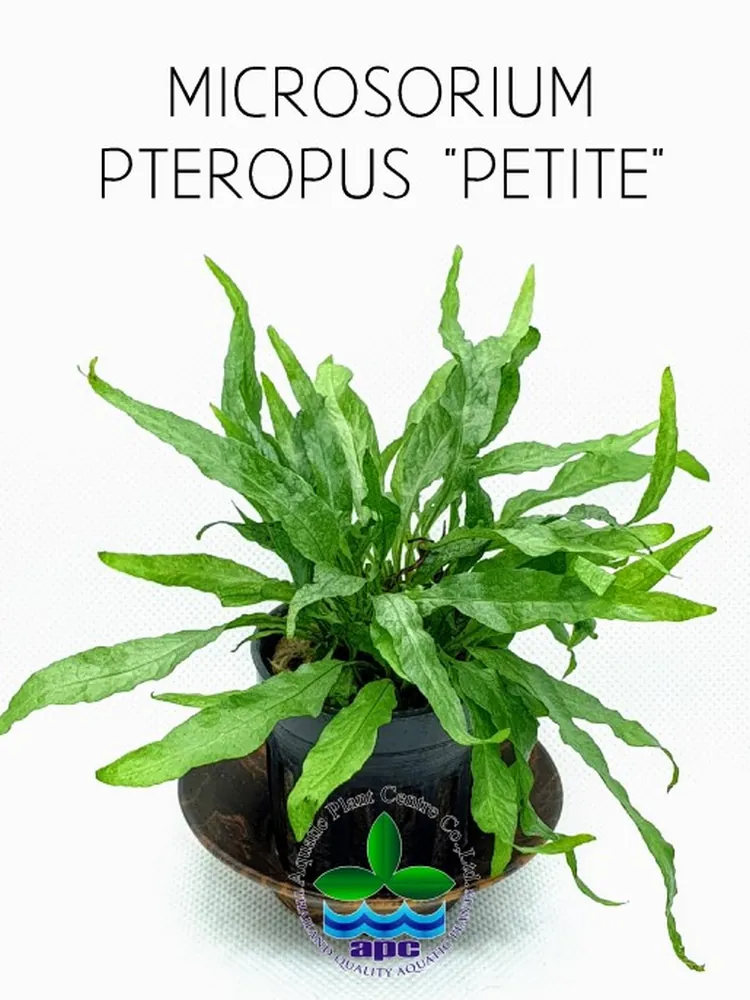Microsorium Pteropus Petite (Custom).jpg_1