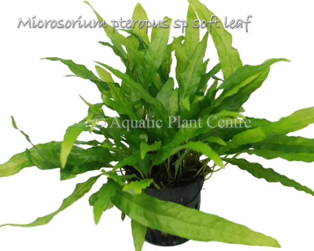 Microsorium pteropus sp soft leaf.jpg