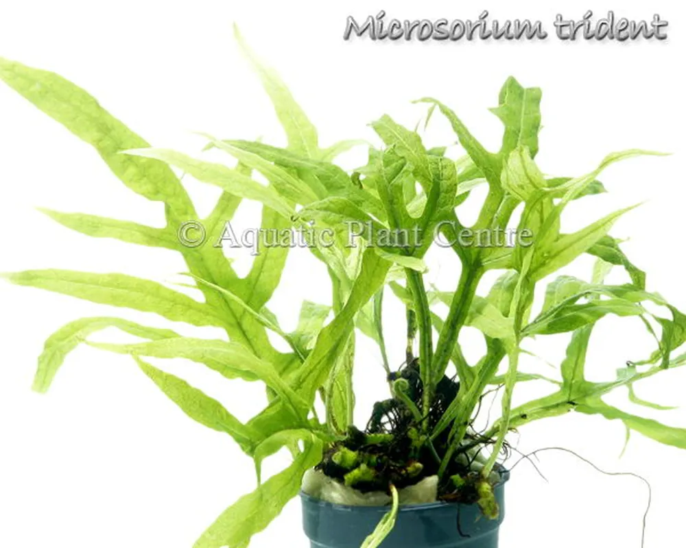 Microsorium pteropus Trident.jpg