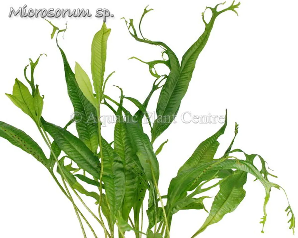 Microsorium sp.jpg